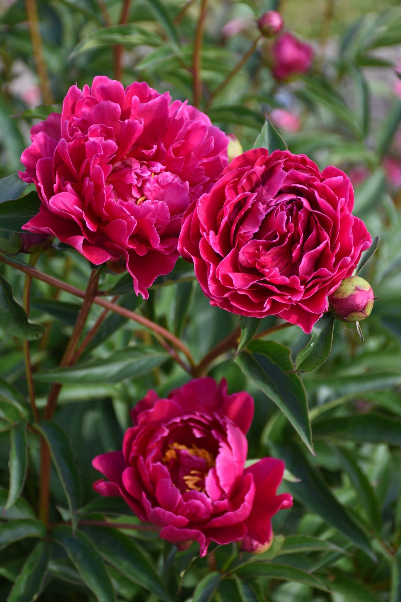 Paeonia lactiflora 'General McMahon'